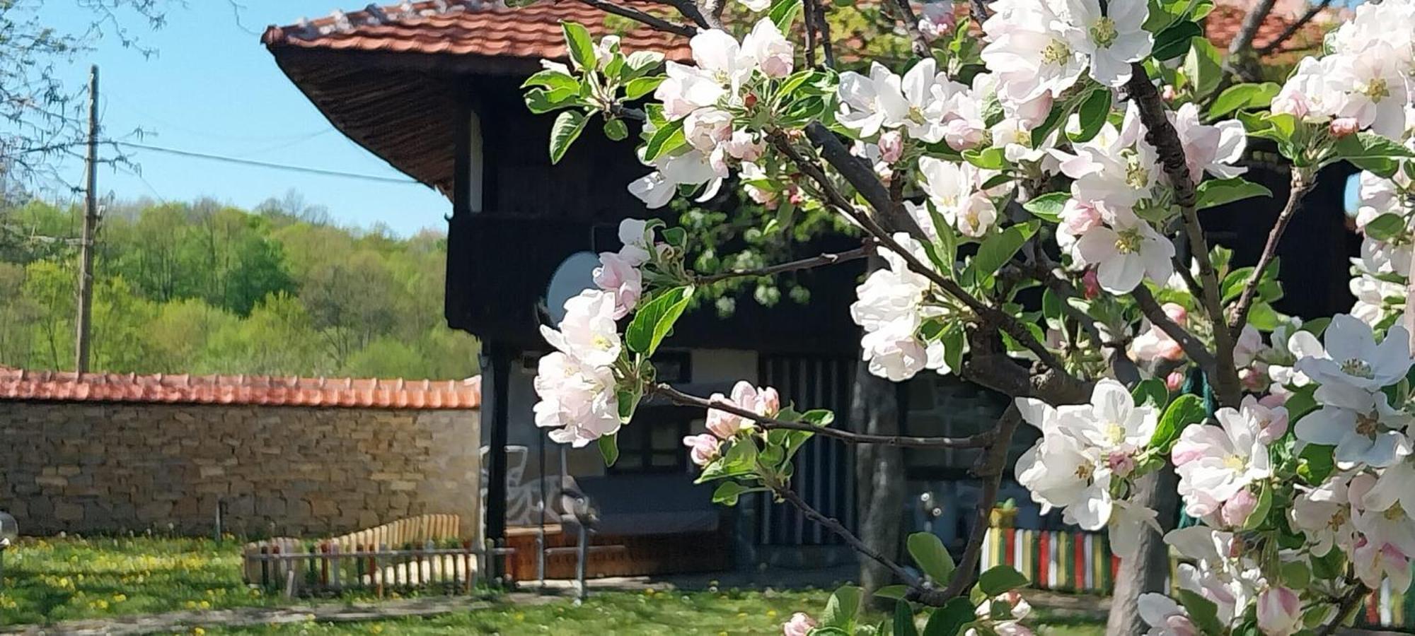 Kesta Za Gosti Roza Villa Elena Exterior foto